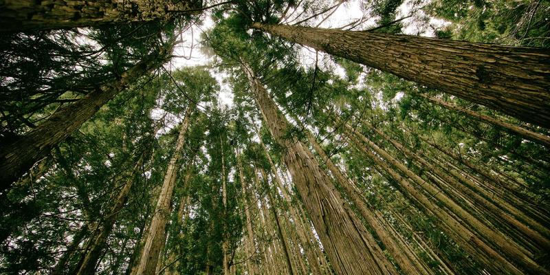 数字资源与编程开发：技术博客如何成为网络技术发展的核心引擎