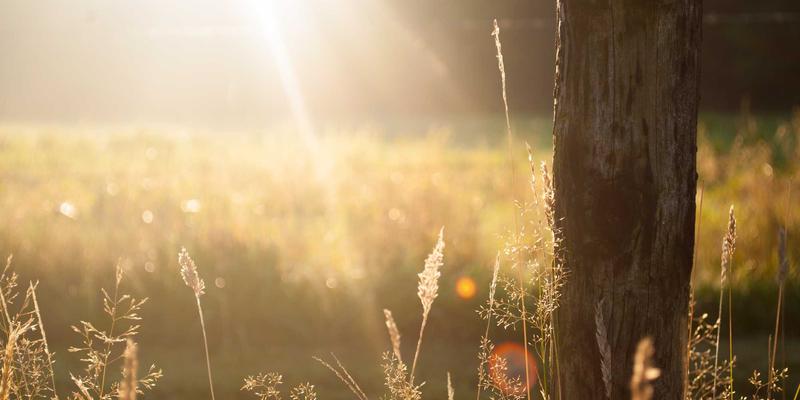 波西米亚风技术博客：从自由随性到高效连接——SD-WAN与传统VPN的成本效益深度剖析