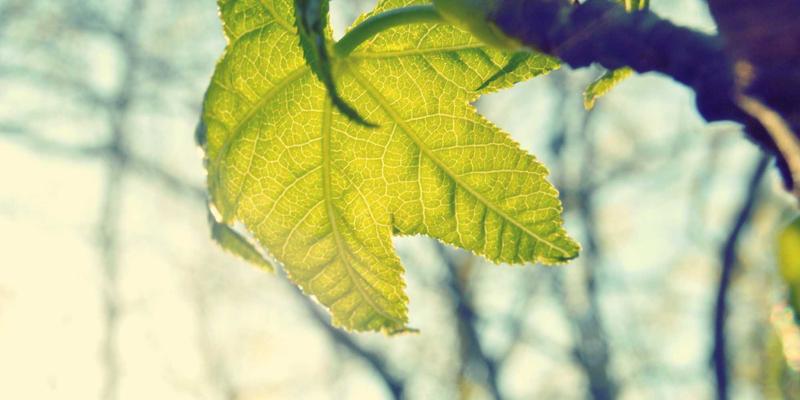 波西米亚风自由协作：NaaS如何以资源分享重塑网络安全新范式