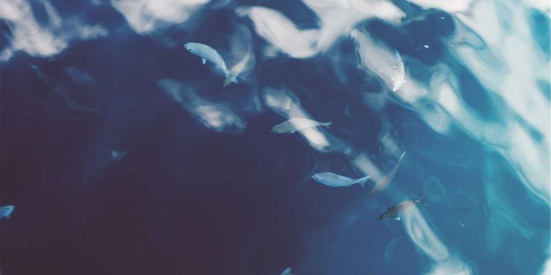 网络技术99：编程开发、技术博客与网络安全的融合之道